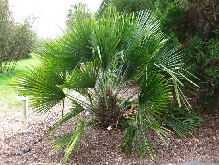 Рапидофилум, Иглова палма - Rhapidophyllum hystrix